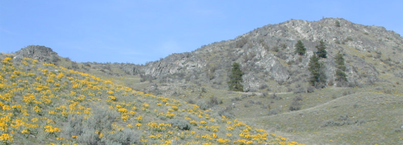 Spring wildflowers on Davis Canyon's sloping hillsides.