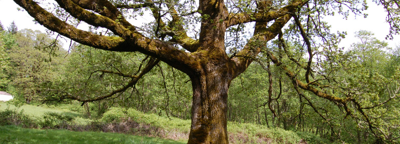 Washougal Oaks Natural Area - the largest remaining high quality Garry oak (Oregon white oak) woodland in western Washington.