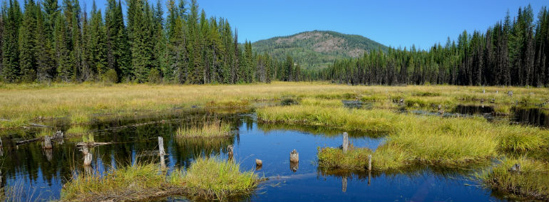 Rocky Mountain Montane Basin Marsh & Wet Meadow