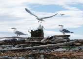 Gulls in Smith and Minor Islands Aquatic Reserve