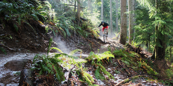 Color photo of mountain biker riding trail on Tiger Mt.