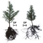Douglas-fir 1+1 and 2+0 seedlings