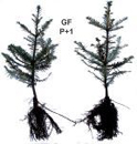 Grand fir P+1 seedlings