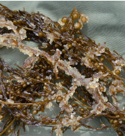 Pacific herring eggs on Sargassum