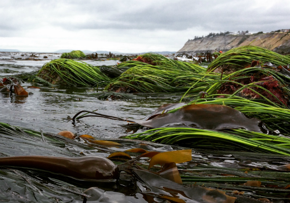 Bull kelp and seagrass at Libbey Beach