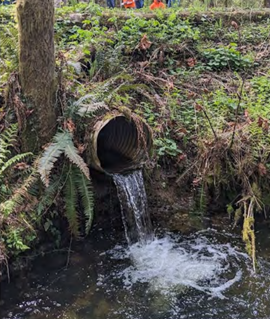 An example of a perched barrier, which is too high for salmon to jump through. Photo courtesy Tulalip Tribes