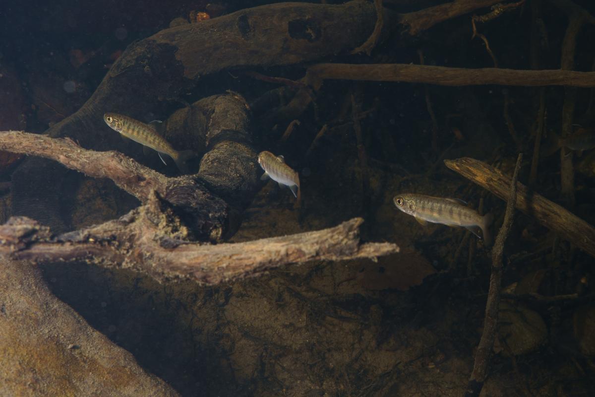 Juvenile coho salmon