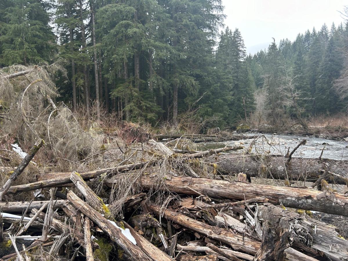 Naturally forming log jam