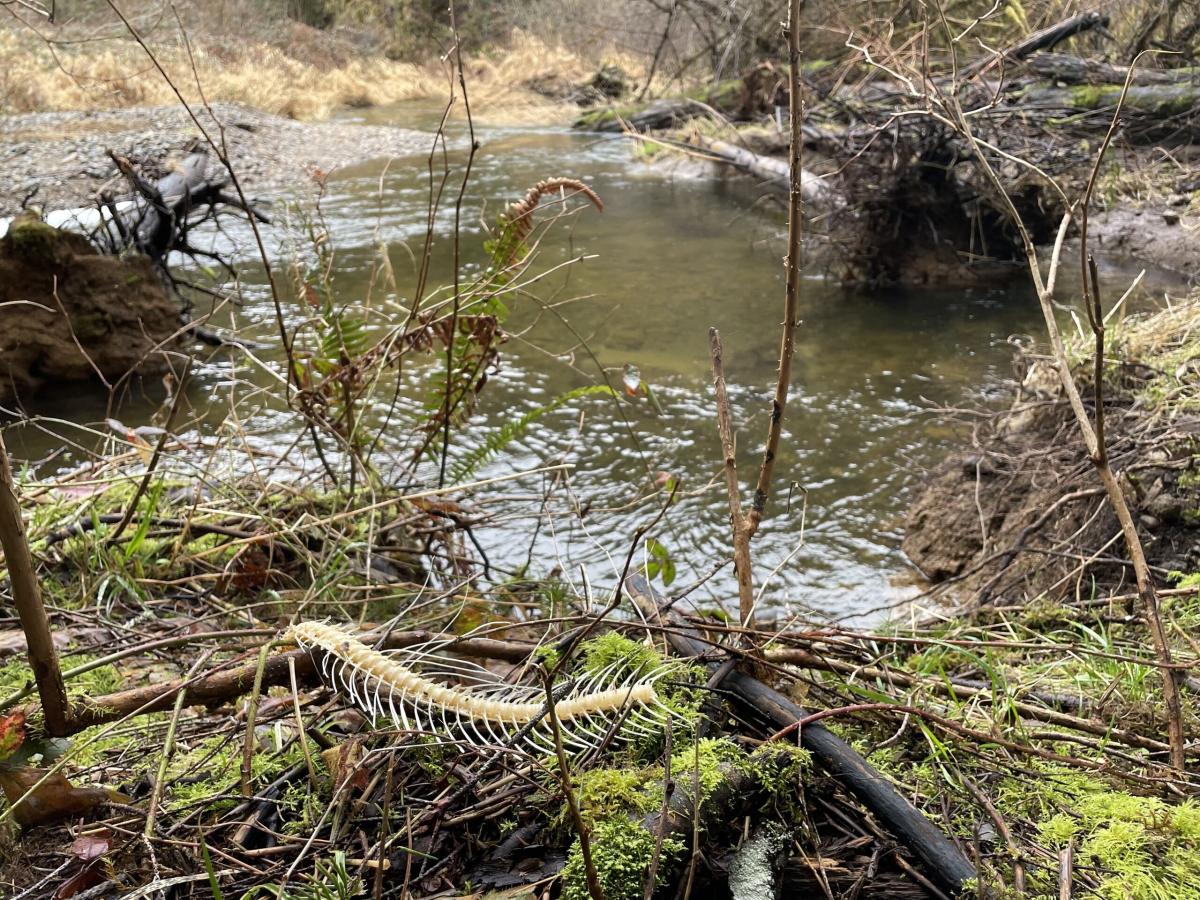 A salmon carcass on the banks of Cherry Creek in DNR's Marckworth State Forest