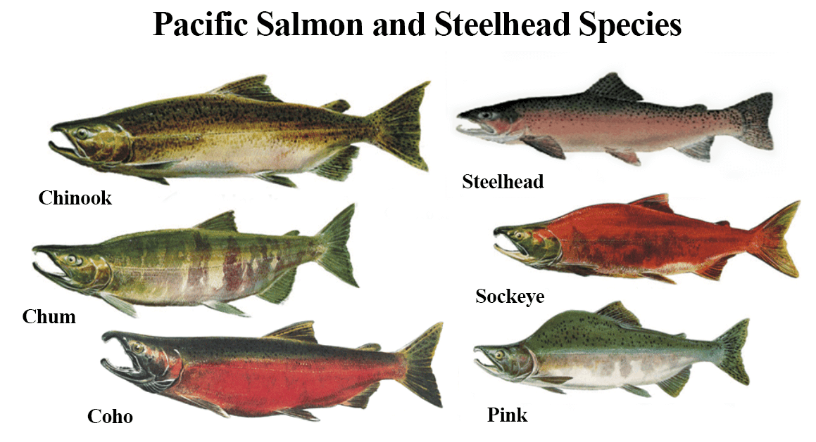 NOAA Salmon Species Graphic