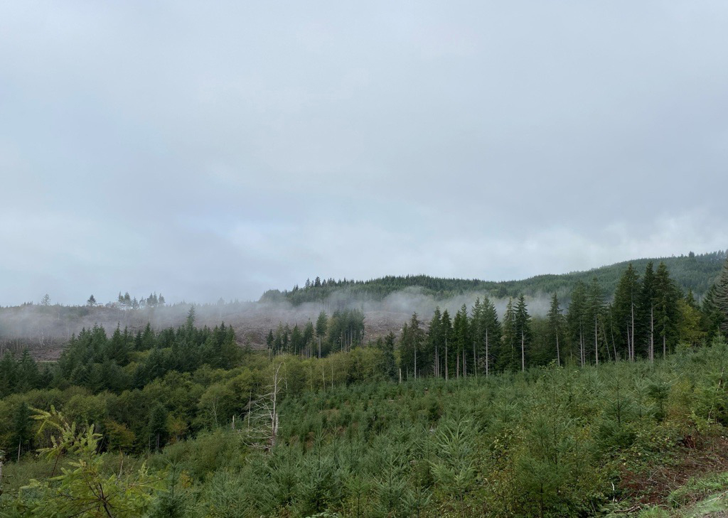 trees in fog