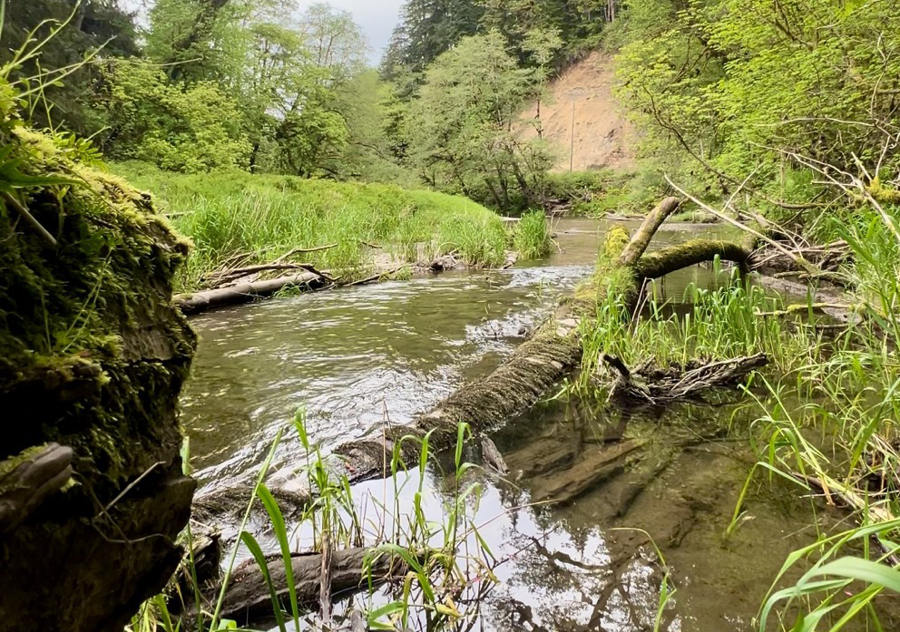 a river and riparian greenery