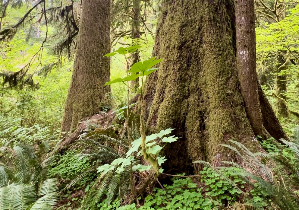 the bases of trees in a forest