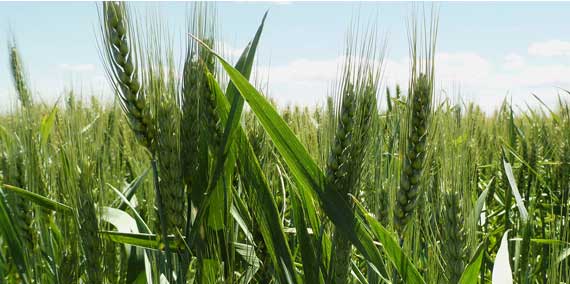 Color photo of green wheat