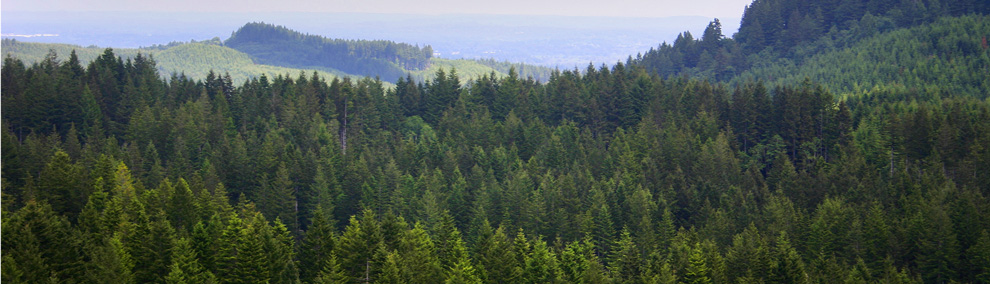 Capitol State Forest viewscape