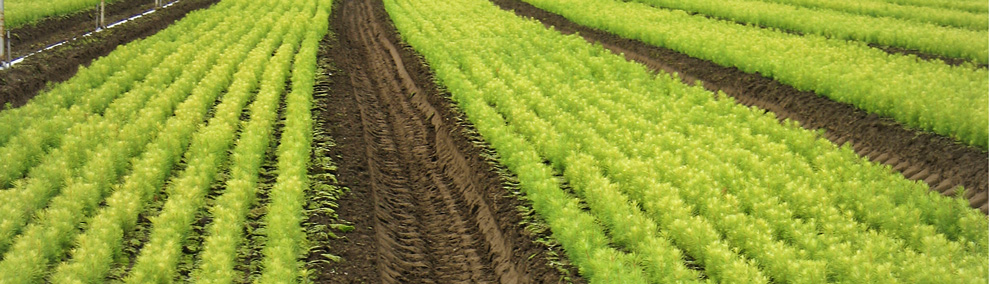 Color photo of seedlings in field at DNR's Webster Forest Nursery