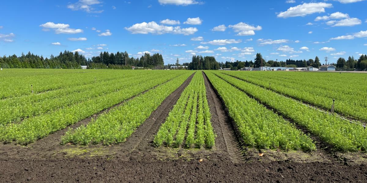 a field of seedlings